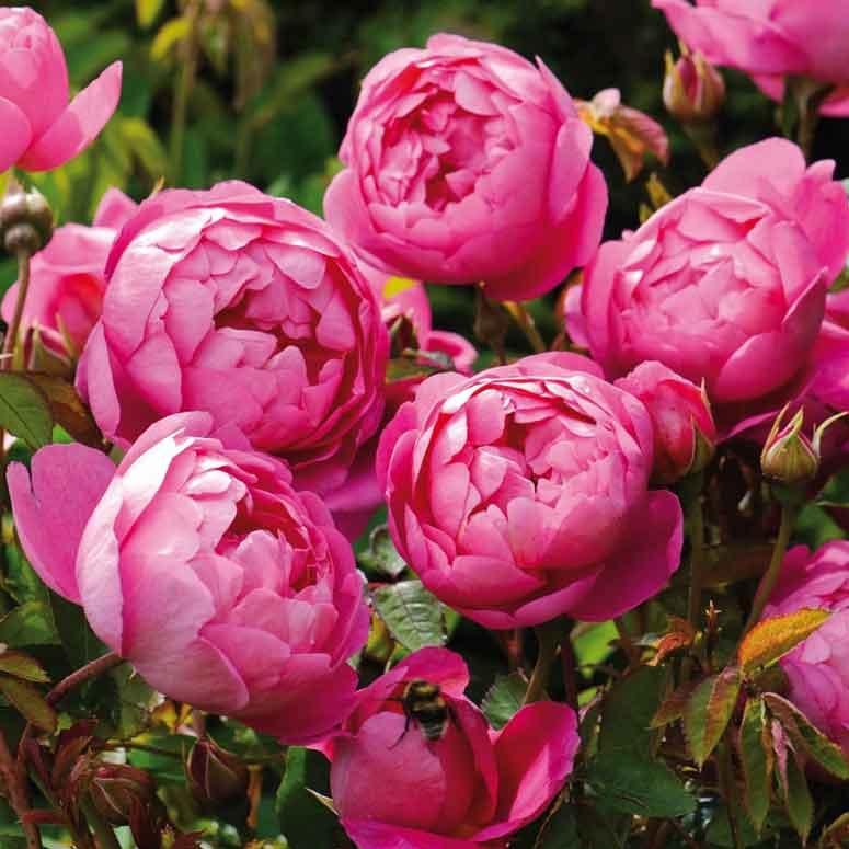 Royal Jubilee Trandafir Englezesc Floribunda butași trandafiri de grădină