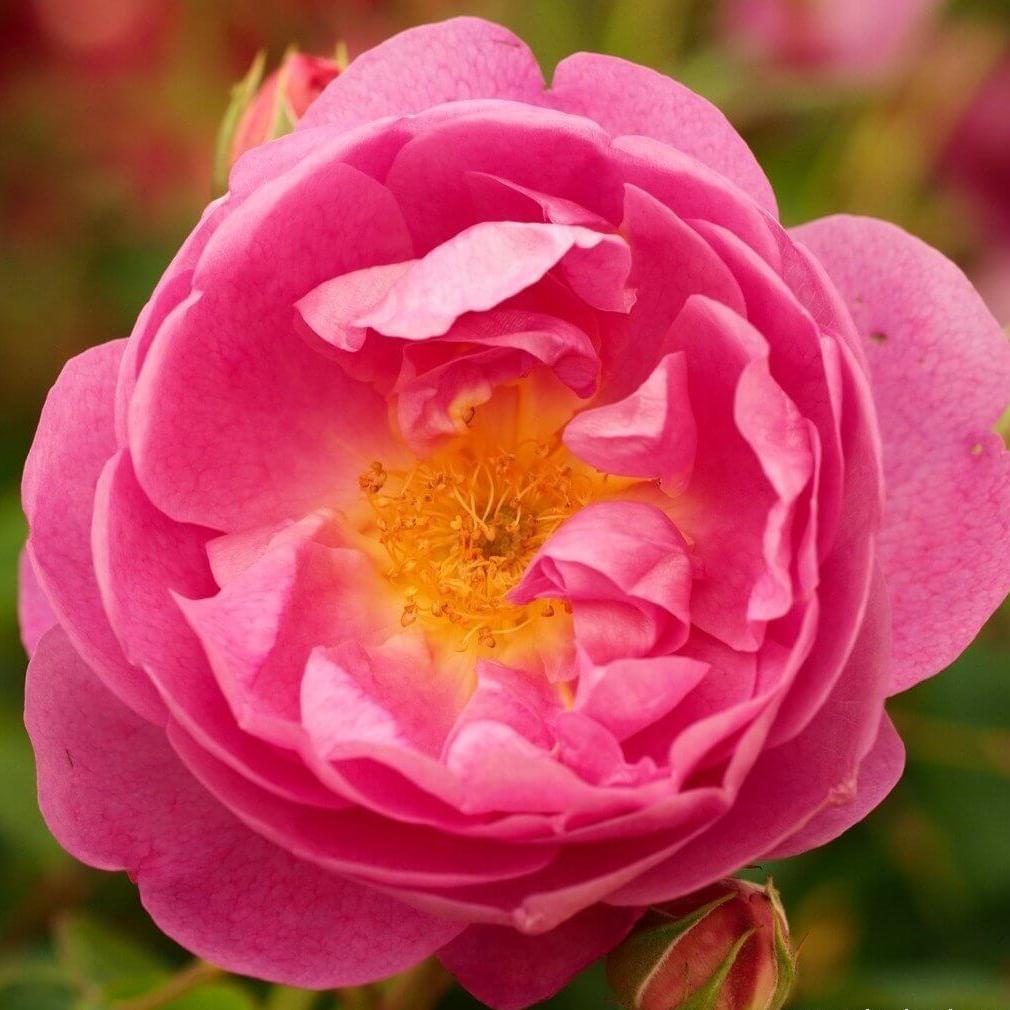 Royal Jubilee Trandafir Englezesc Floribunda butași trandafiri de grădină