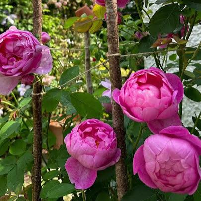 Royal Jubilee Trandafir Englezesc Floribunda butași trandafiri de grădină