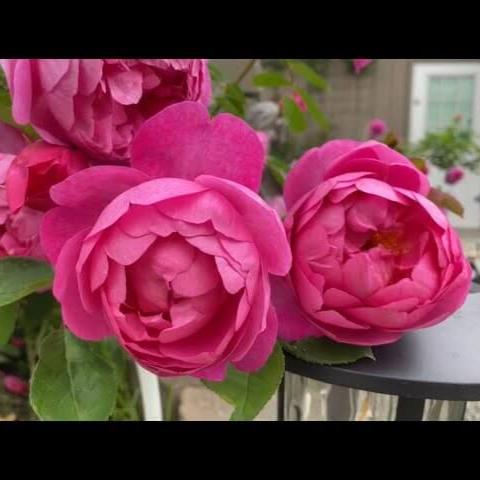 Royal Jubilee Trandafir Englezesc Floribunda butași trandafiri de grădină