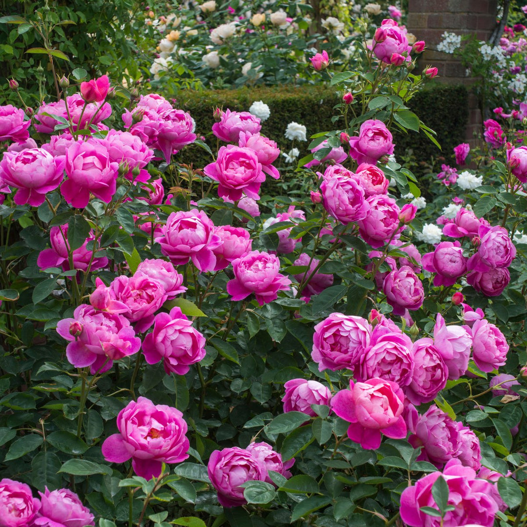 Famous Roses Royal Jubilee trandafir englezesc David Austin 5