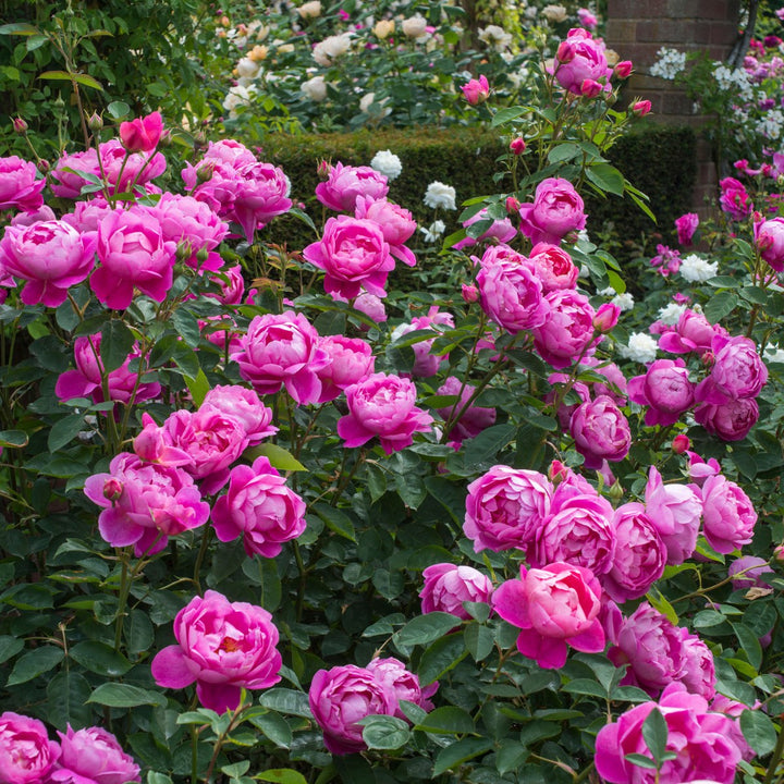 Famous Roses Royal Jubilee trandafir englezesc David Austin 5