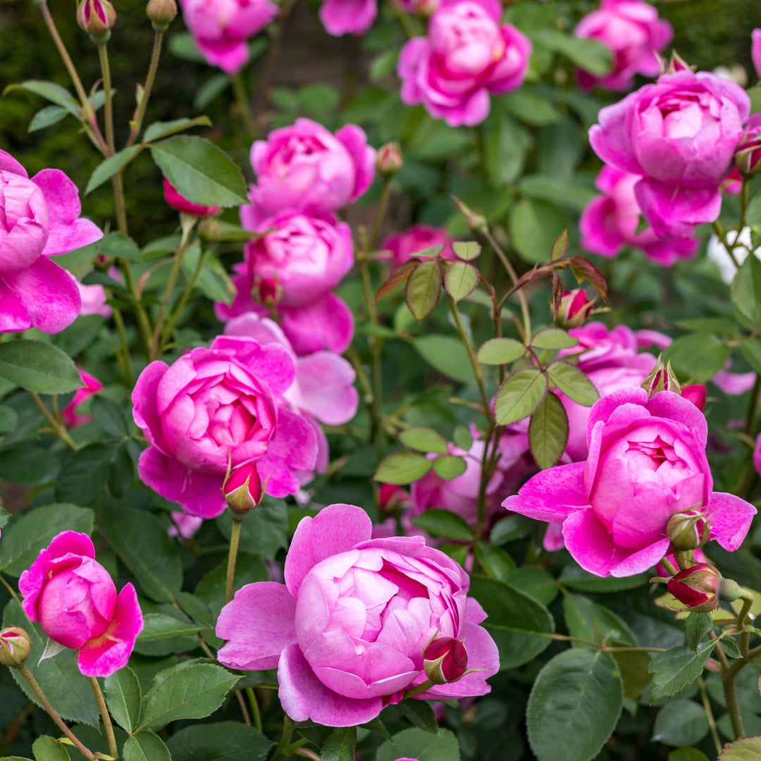 Famous Roses Royal Jubilee trandafir englezesc David Austin 2