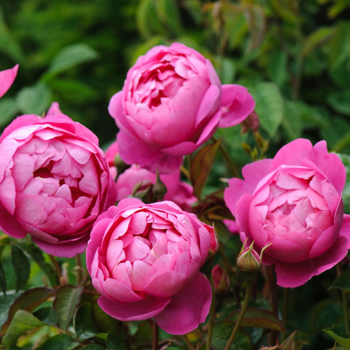 Famous Roses Royal Jubilee trandafir englezesc David Austin 3
