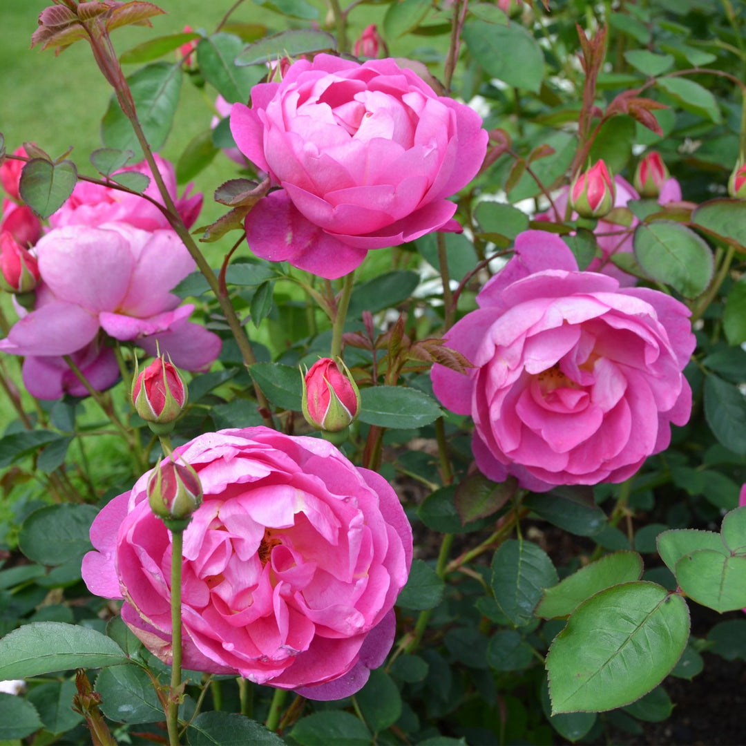 Famous Roses Royal Jubilee trandafir englezesc David Austin 4