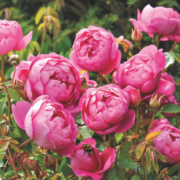 Famous Roses Royal Jubilee trandafir englezesc David Austin 5