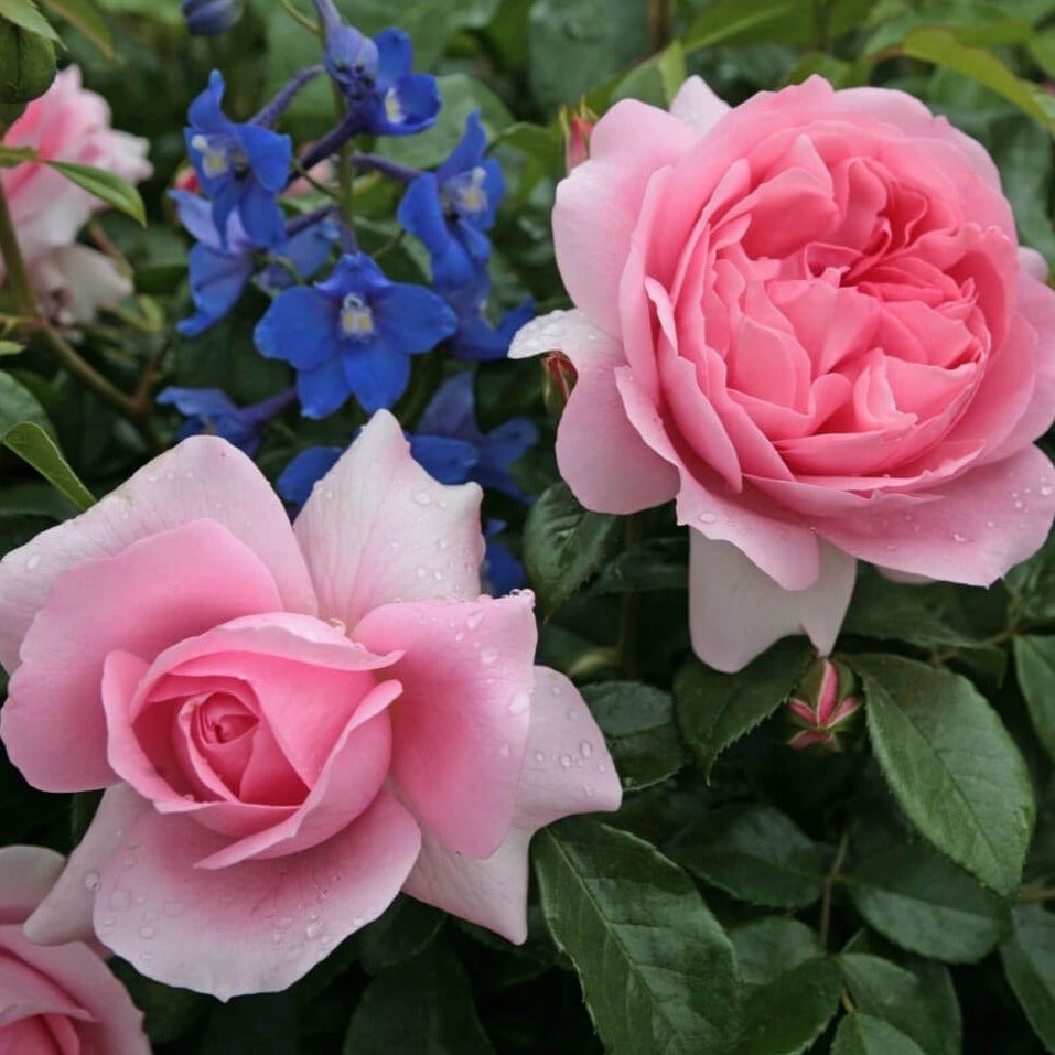 Rozenfee Butasi trandafiri de gradina butași trandafiri de grădină