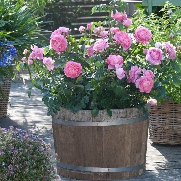 Rozenfee Butasi trandafiri de gradina butași trandafiri de grădină