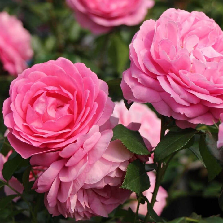 Rozenfee Butasi trandafiri de gradina butași trandafiri de grădină