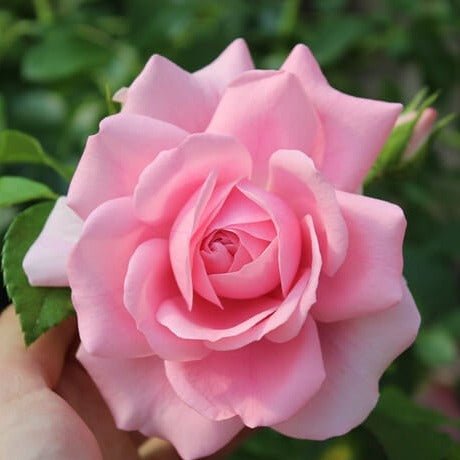 Rozenfee Butasi trandafiri de gradina butași trandafiri de grădină