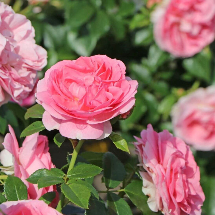 Rozenfee Butasi trandafiri de gradina butași trandafiri de grădină