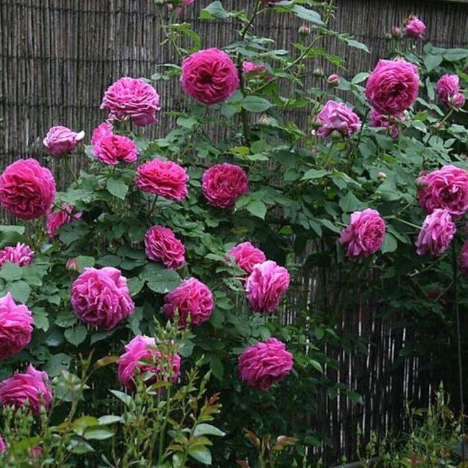 Sachsengruss Butasi trandafiri de gradina butași trandafiri de grădină