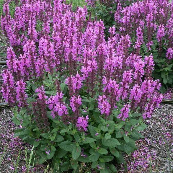 Salvie Nemorosa Marvel Rose  butași trandafiri de grădină