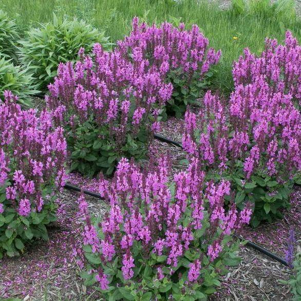 Salvie Nemorosa Marvel Rose  butași trandafiri de grădină