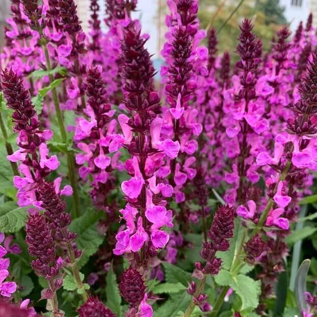 Salvie Nemorosa Marvel Rose  butași trandafiri de grădină