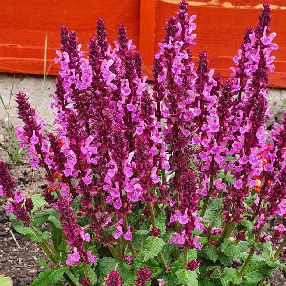 Salvie Nemorosa Marvel Rose  butași trandafiri de grădină