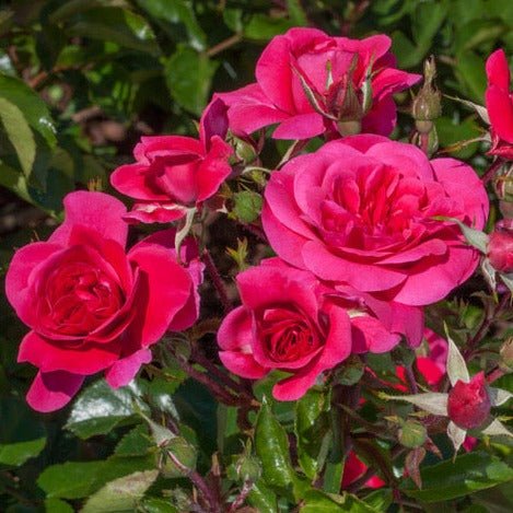 Sangria Trandafir Floribunda butași trandafiri de grădină