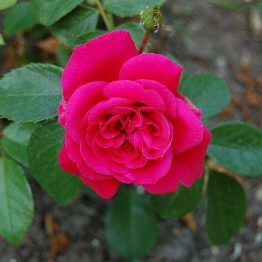 Sangria Trandafir Floribunda butași trandafiri de grădină