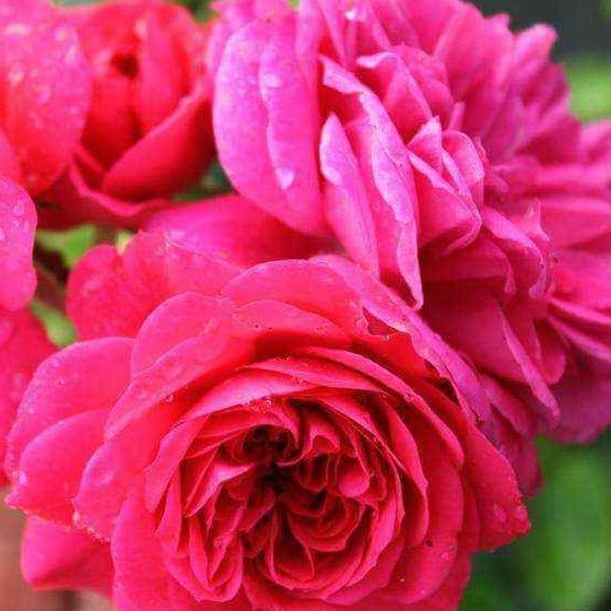 Sangria Trandafir Floribunda butași trandafiri de grădină