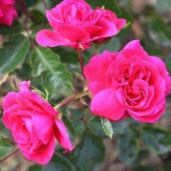 Sangria Trandafir Floribunda butași trandafiri de grădină