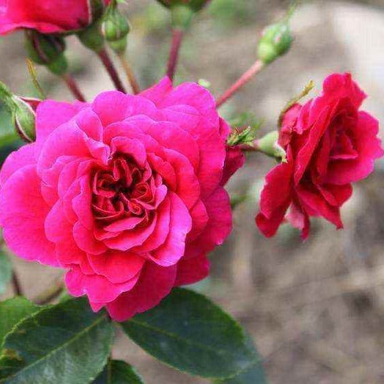 Sangria Trandafir Floribunda butași trandafiri de grădină