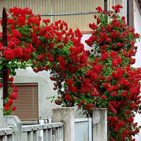 Santana Trandafir Cățărător Urcător butași trandafiri de grădină