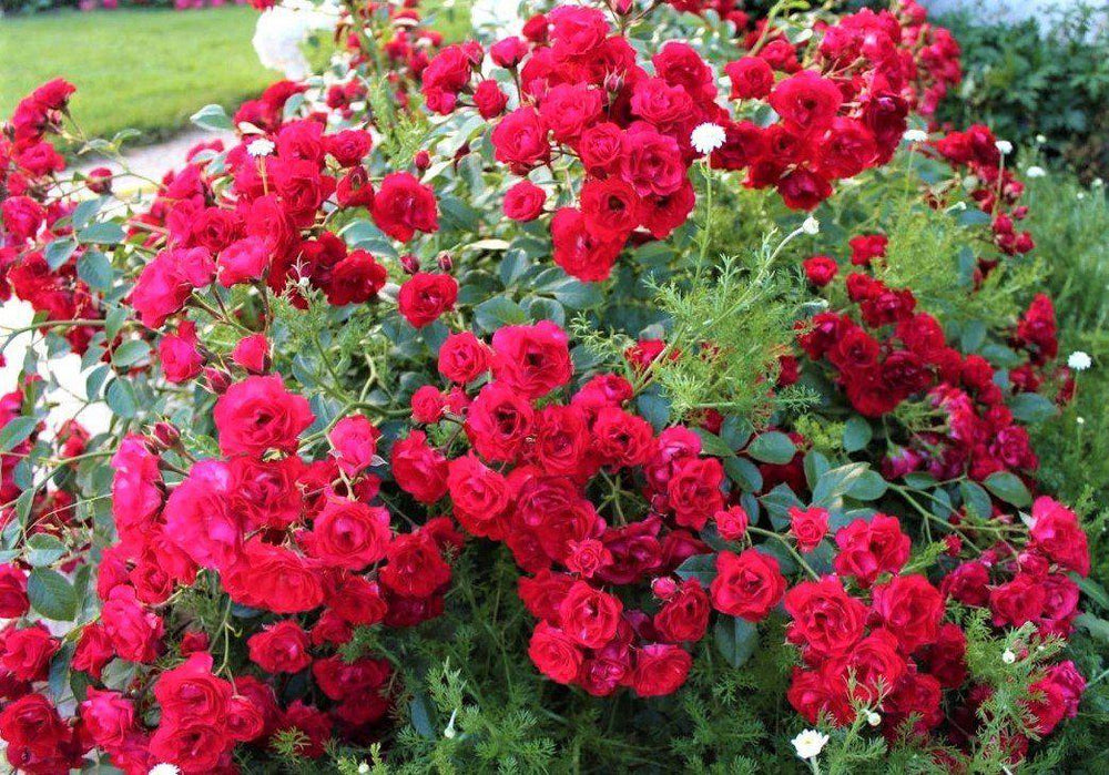 Scarlet Hit Butasi trandafiri de gradina butași trandafiri de grădină