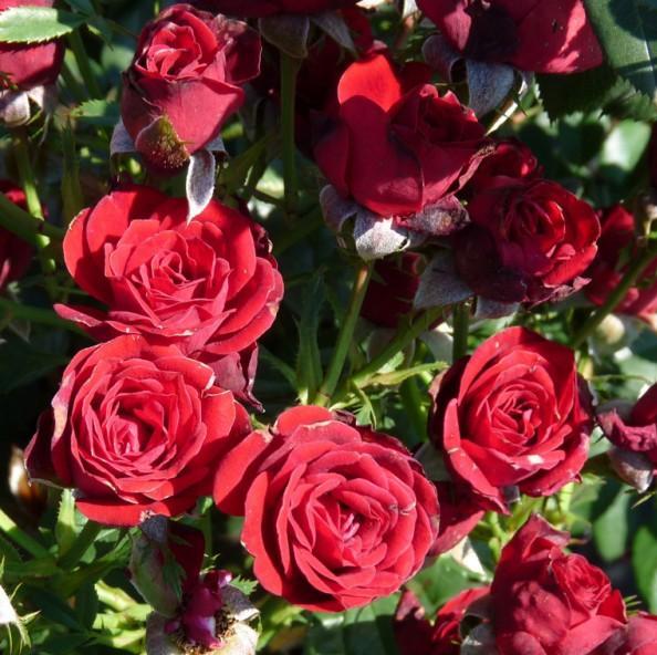 Scarlet Hit Butasi trandafiri de gradina butași trandafiri de grădină