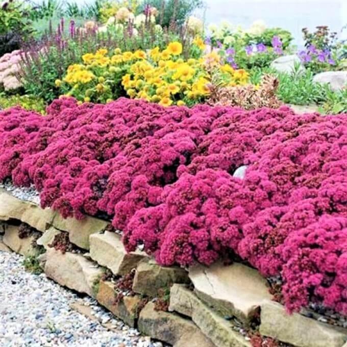 Sedum Hybridum Sunsparkler Dazzlebery  butași trandafiri de grădină