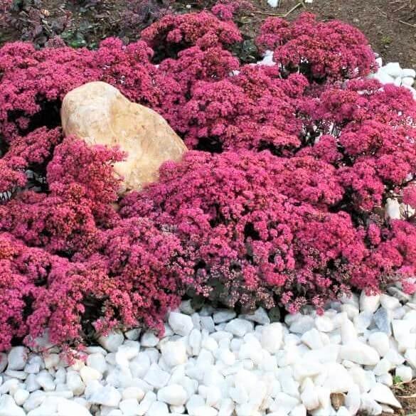 Sedum Hybridum Sunsparkler Dazzlebery  butași trandafiri de grădină