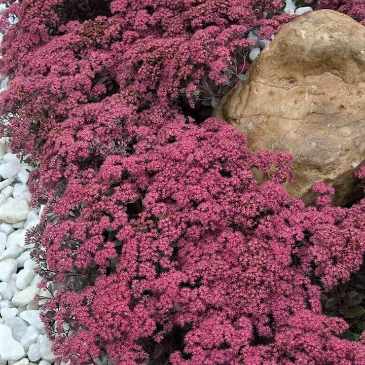 Sedum Hybridum Sunsparkler Dazzlebery  butași trandafiri de grădină