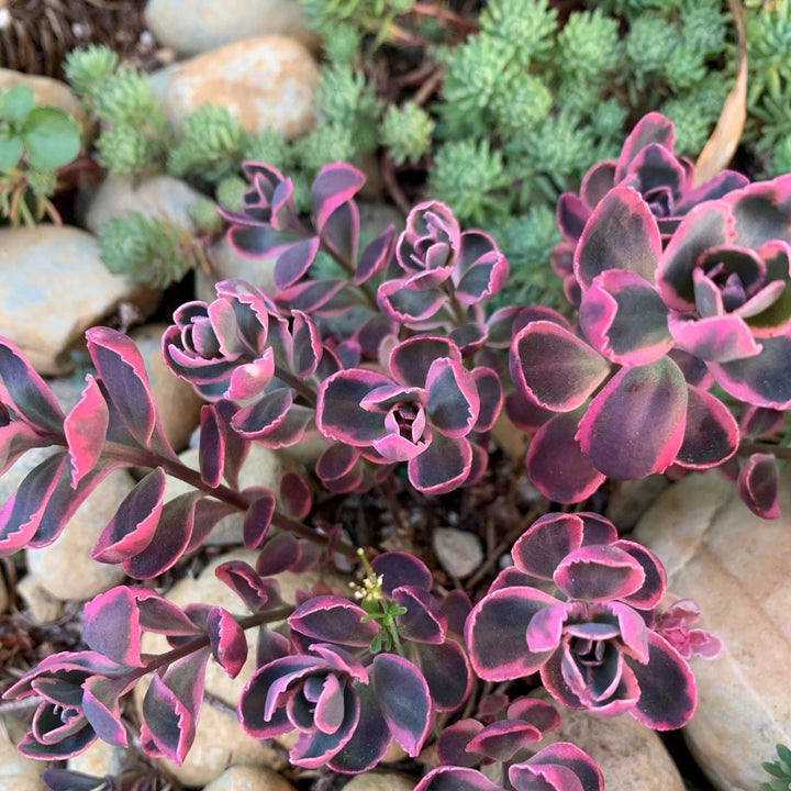 Sedum Sunsparkler Dream Dazzler Plants butași trandafiri de grădină