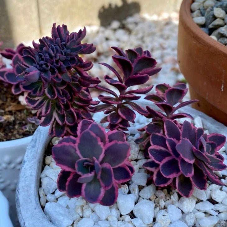 Sedum Sunsparkler Dream Dazzler Plants butași trandafiri de grădină