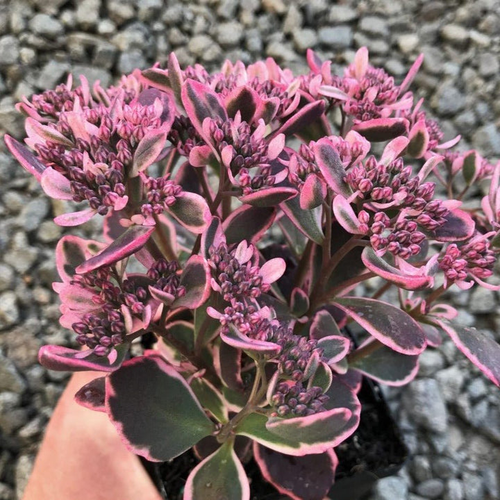 Sedum Sunsparkler Dream Dazzler Plants butași trandafiri de grădină