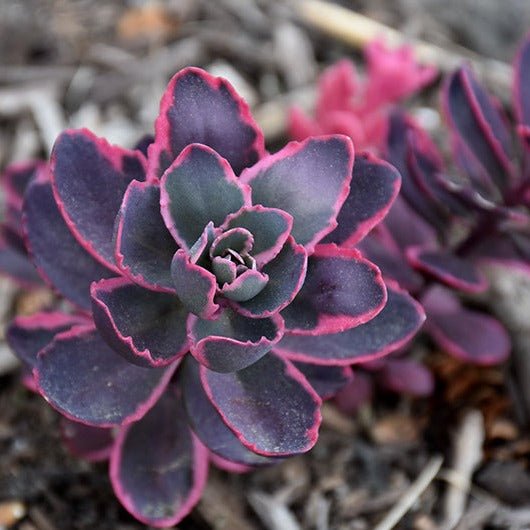 Sedum Sunsparkler Dream Dazzler Plants butași trandafiri de grădină
