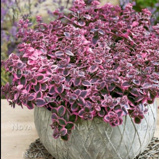 Sedum Sunsparkler Dream Dazzler Plants butași trandafiri de grădină