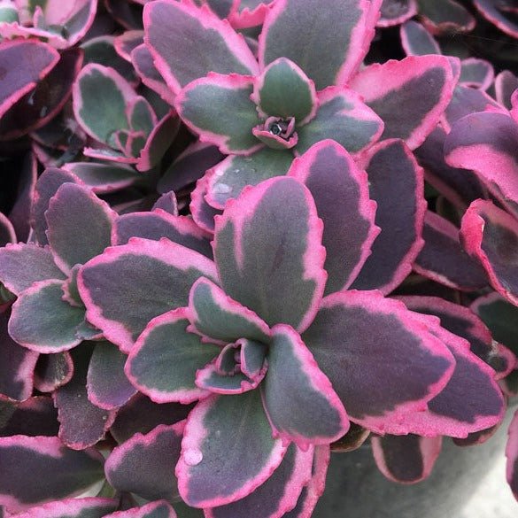 Sedum Sunsparkler Dream Dazzler Plants butași trandafiri de grădină
