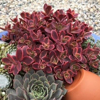 Sedum Sunsparkler Firecracker Plants butași trandafiri de grădină