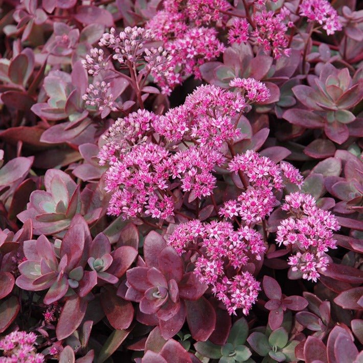 Sedum Sunsparkler Firecracker Plants butași trandafiri de grădină