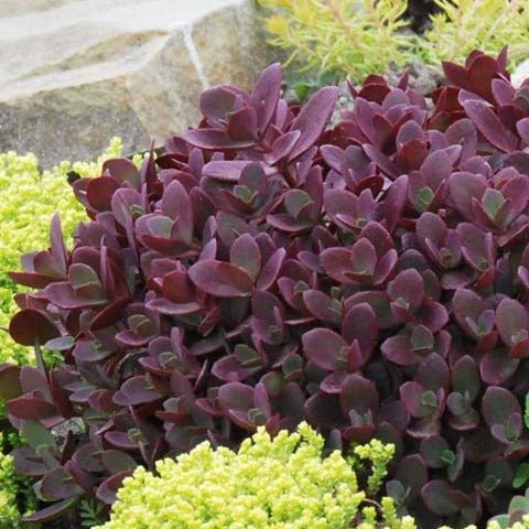 Sedum Sunsparkler Firecracker Plants butași trandafiri de grădină