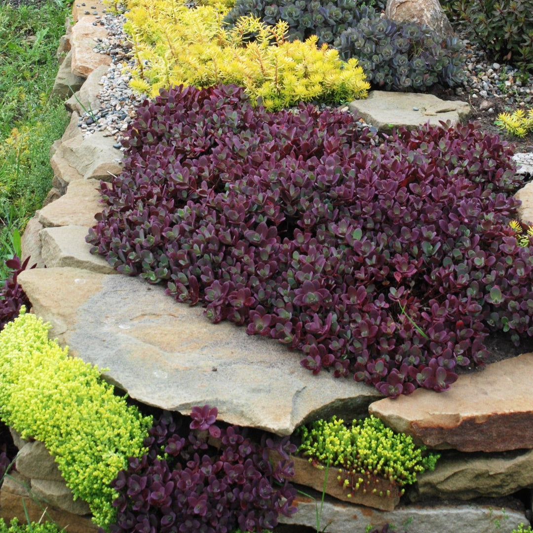 Sedum Sunsparkler Firecracker Plants butași trandafiri de grădină