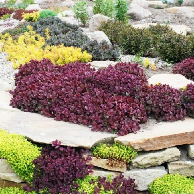 Sedum Sunsparkler Firecracker Plants butași trandafiri de grădină