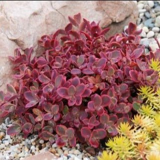 Sedum Sunsparkler Firecracker Plants butași trandafiri de grădină