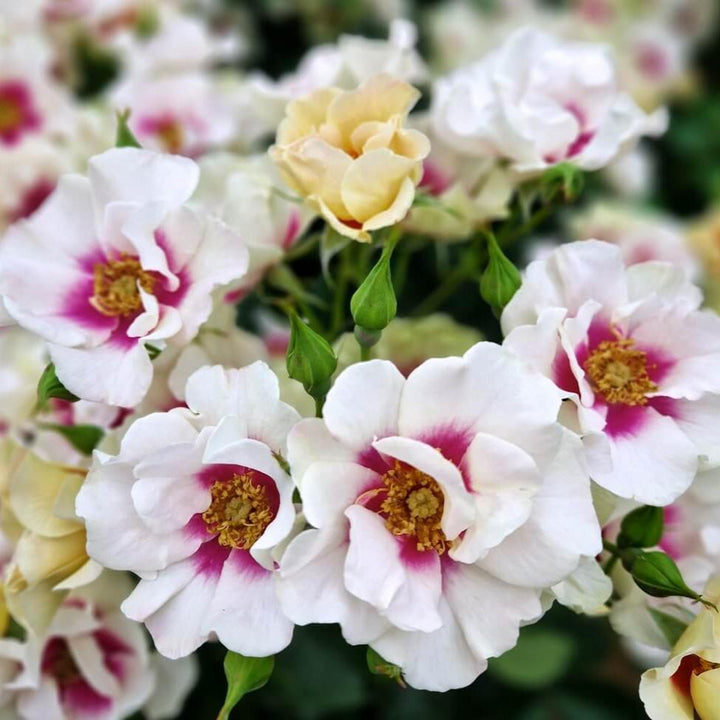 See You in Purple Trandafir Floribunda butași trandafiri de grădină