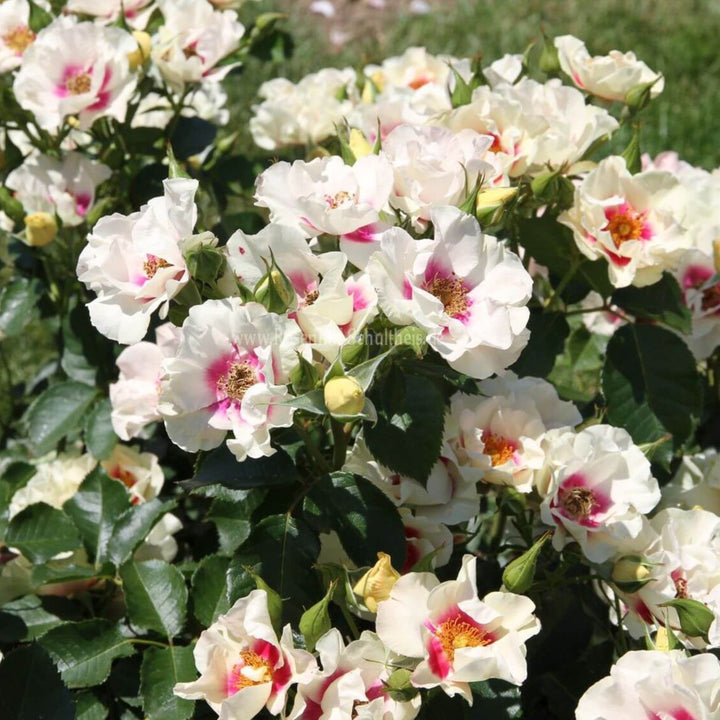 See You in Purple Trandafir Floribunda butași trandafiri de grădină