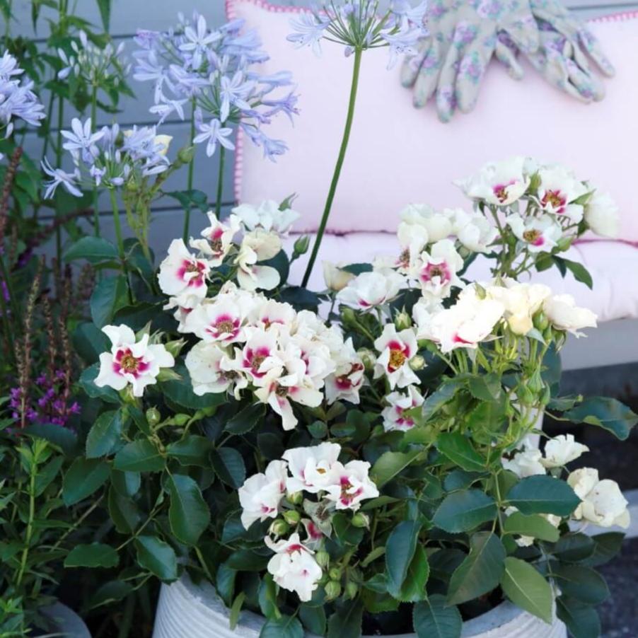 See You in Purple Trandafir Floribunda butași trandafiri de grădină