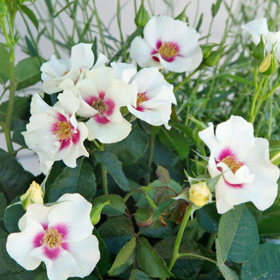 See You in Purple Trandafir Floribunda butași trandafiri de grădină