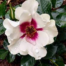 See You in Purple Trandafir Floribunda butași trandafiri de grădină