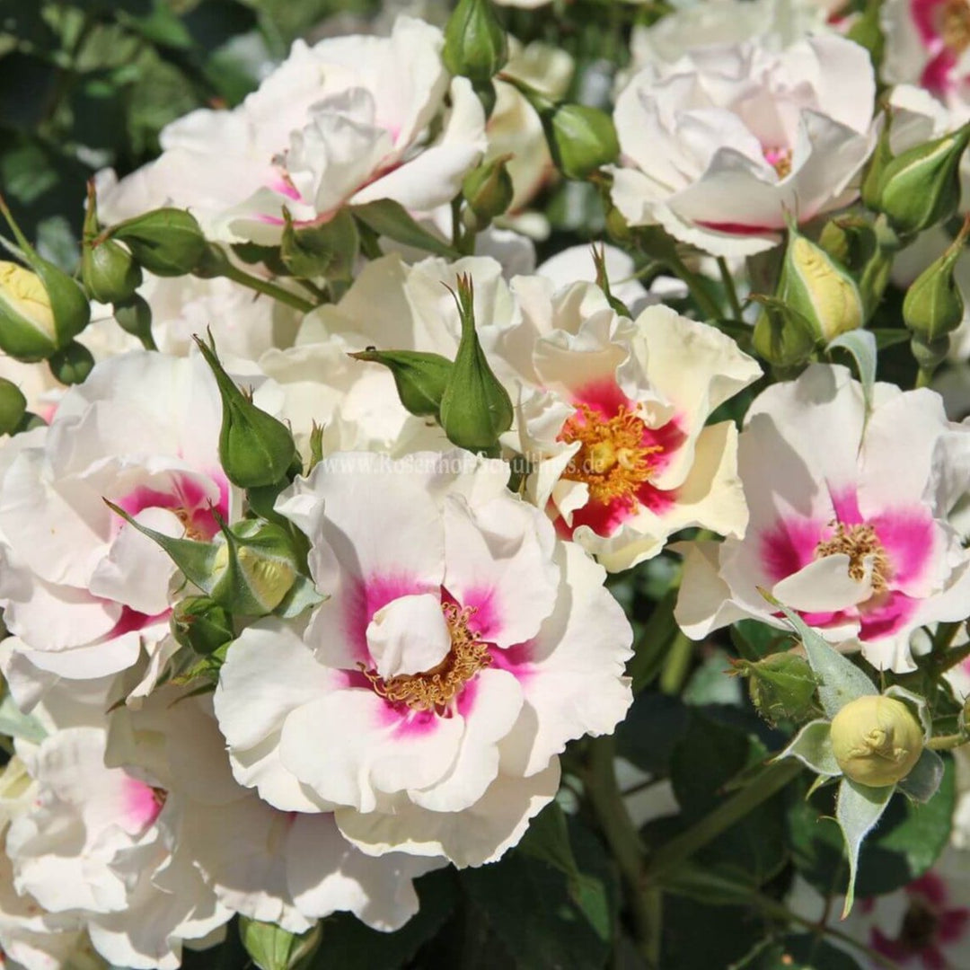 See You in Purple Trandafir Floribunda butași trandafiri de grădină