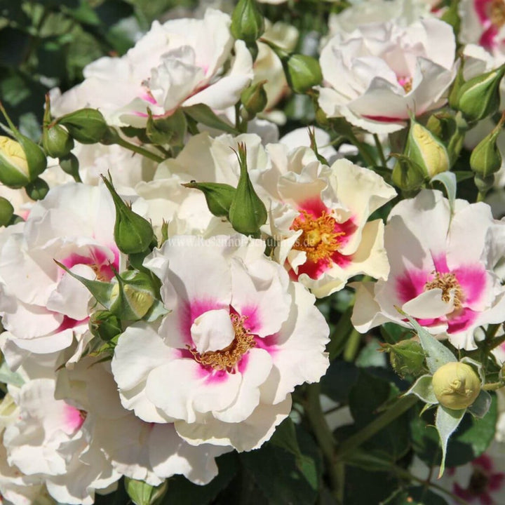 See You in Purple Trandafir Floribunda butași trandafiri de grădină